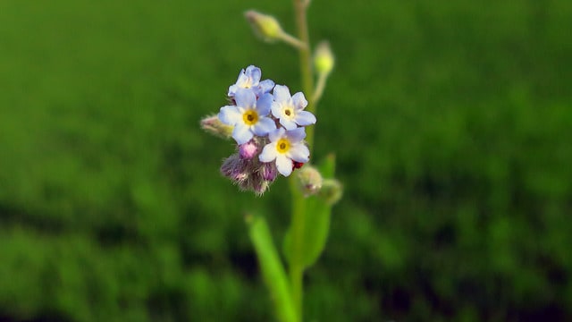 キウリグサ