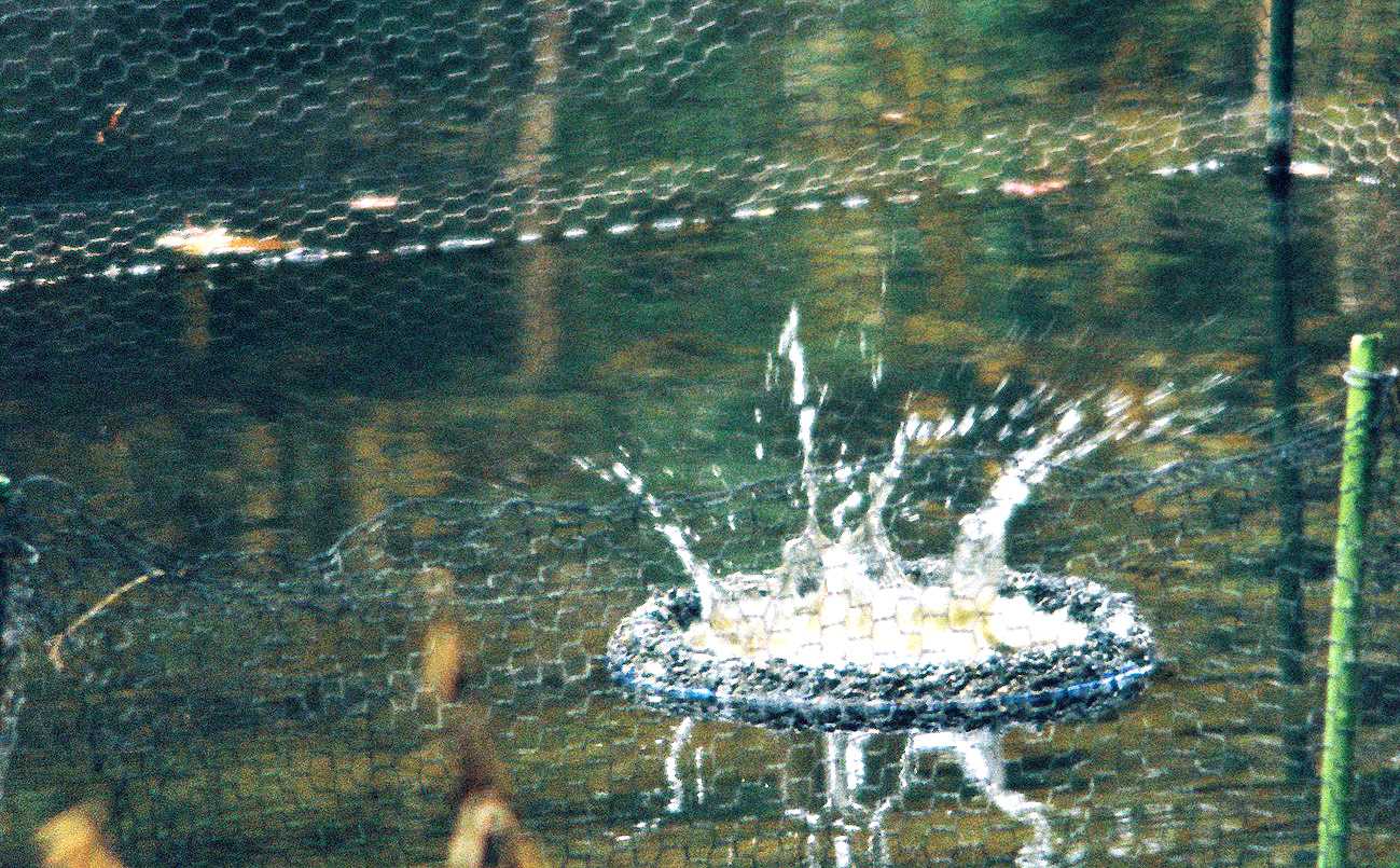 カワセミ 水しぶき Ta Tenの写真ブログ カワセミ 水しぶき Ta Tenの写真ブログ