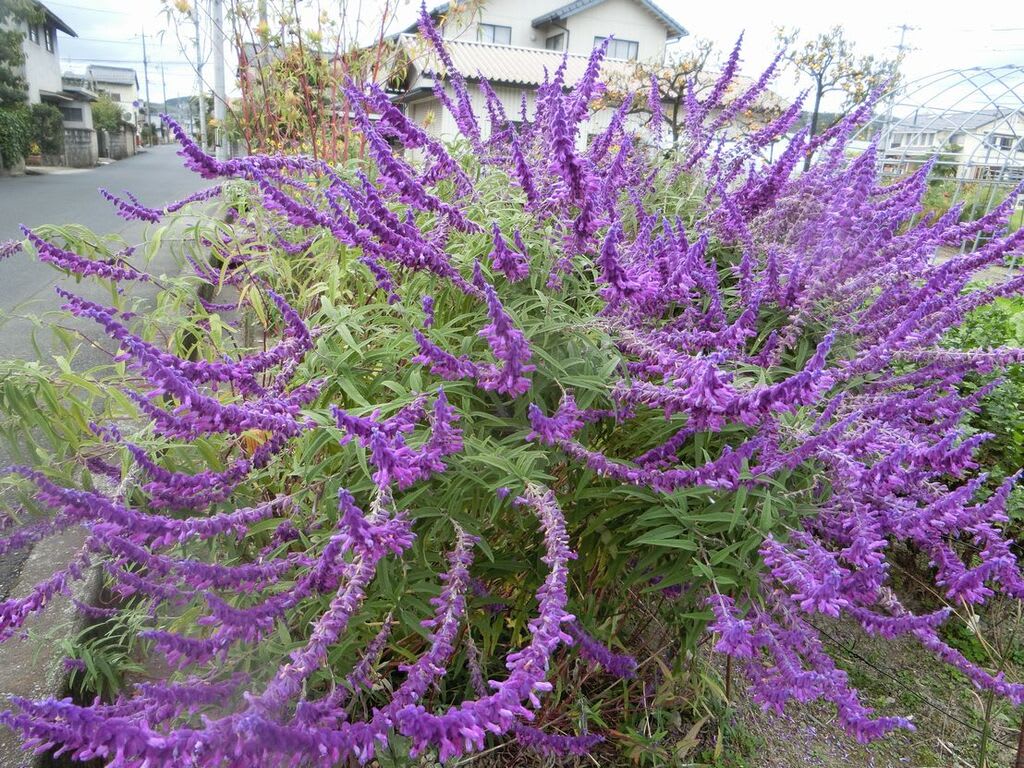 大きな秋 に咲く紫の花 勇優ba Baのお出かけ日記