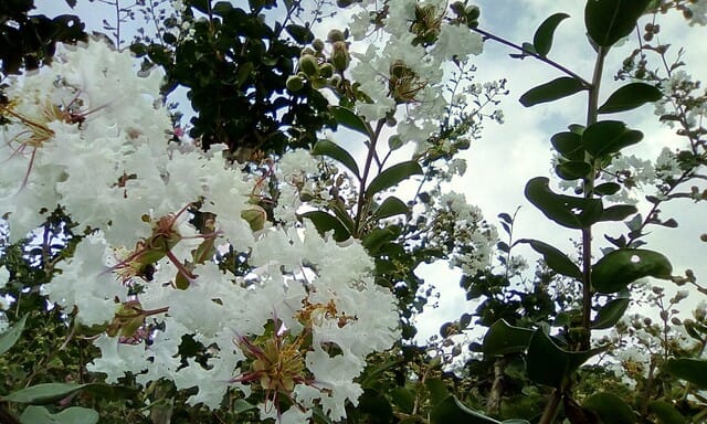 サルスベリ 白い花が満開 カルス