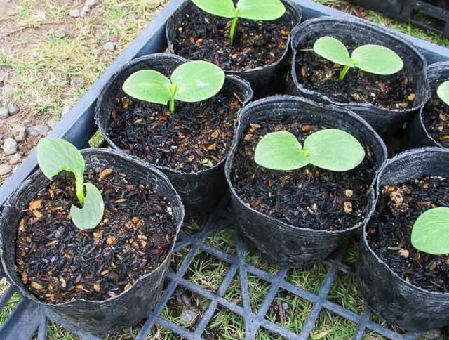 青菜幼苗適合噴施哪種葉面肥 