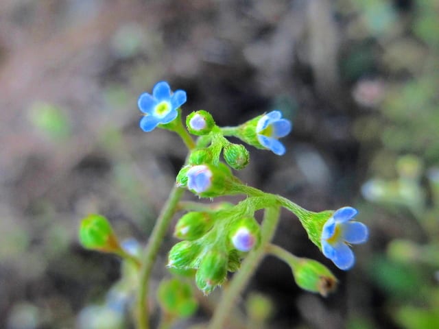 キュウリグサ