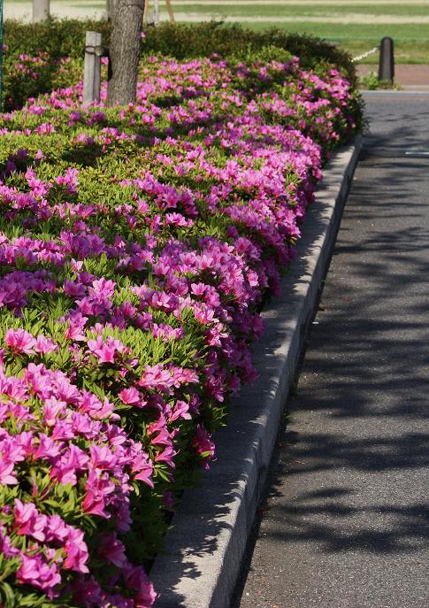 公園に少しずつ変化が・・の画像