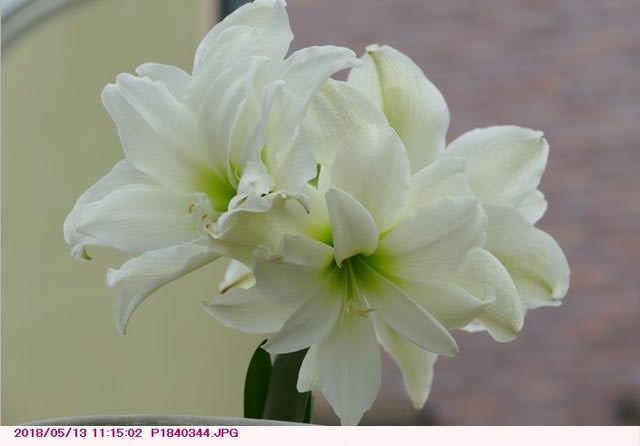 アマリリス 白色の八重咲き花 都内散歩 散歩と写真