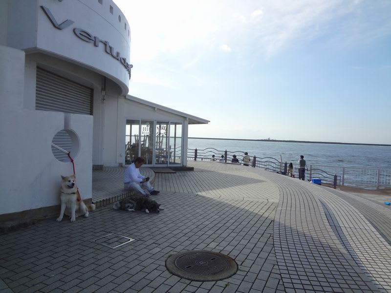 六甲アイランド南の公園 秋田犬ラッキー 絢愛 真虎の毎日 六甲アイランド南の公園 秋田犬ラッキー 絢愛 真虎の毎日