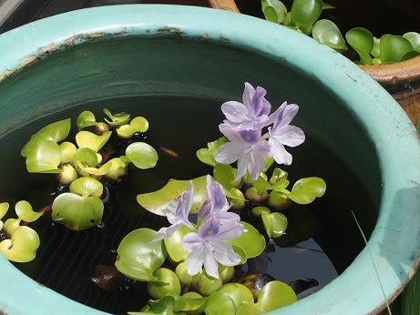 メダカの水槽のホテイアオイが咲きました ぶな太の四季折々