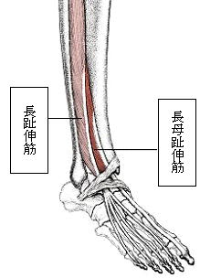 足首を伸ばすことができず正座ができないときの治療 ハリックの診断即治療 虹彩と Kenさんの経済学 スケッチ 足首を伸ばすことができず正座ができないときの治療 ハリックの診断即治療 虹彩と Kenさんの経済学 スケッチ