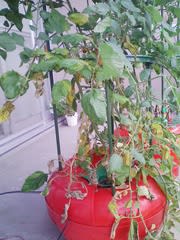 ミニとまとに トマトサビダニ 疑惑 太陽電池と水耕栽培と Season 13
