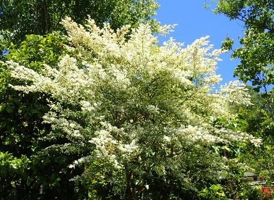 安全なパスワード作成は 日本語をローマ字に 甘い芳香の白い小花が咲く木 みどりの一期一会