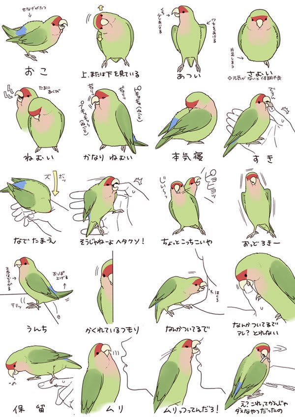 かわいい小鳥イラストをご紹介 幸慶美智子blog