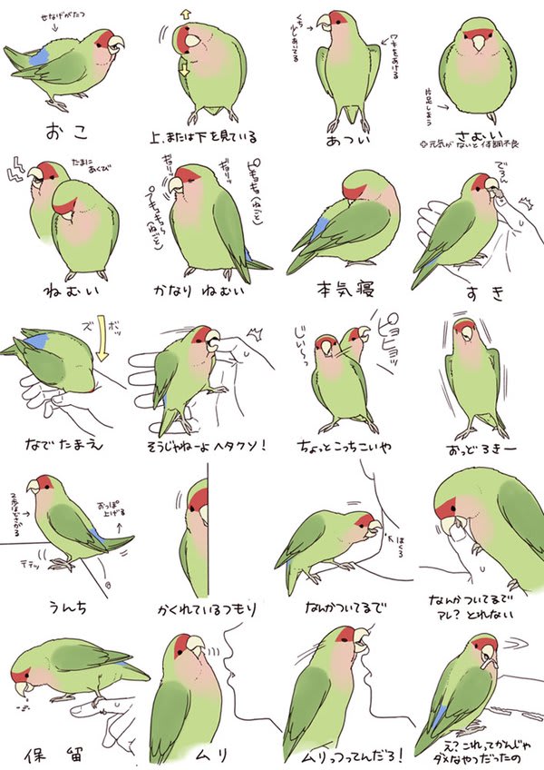 最高小鳥 可愛い イラスト 最高の動物画像