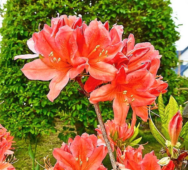 我が家の庭で カバレンゲツツジの花が満開になりました タックの庭仕事 黄昏人生残日録