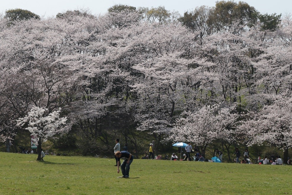 堺市 大泉緑地 桜満開 アネッティワールド