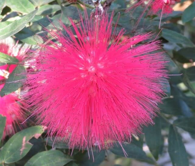 巨大な合歓の木のような花を咲かせる オオベニゴウカン 野の花 庭の花 巨大な合歓の木のような花を咲かせる オオベニゴウカン 野の花 庭の花