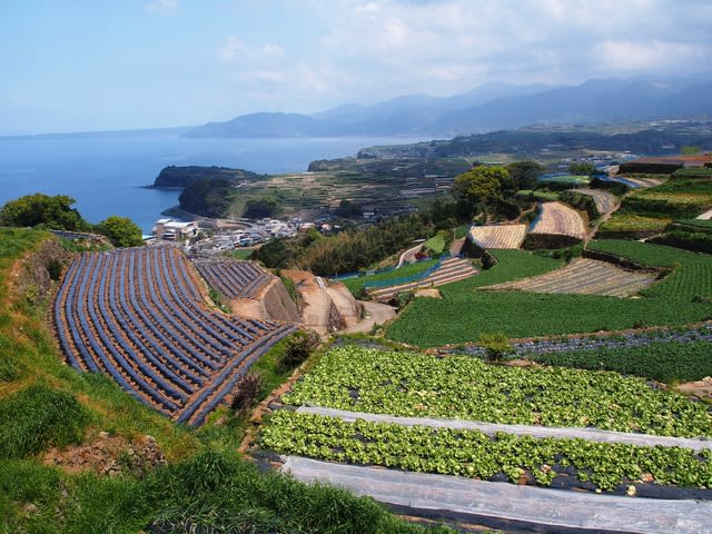 長崎県 雲仙市の 椎木川地区の段々畑 Blog 日本棚田巡り 長崎県 雲仙市の 椎木川地区の段々畑 Blog 日本棚田巡り