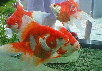 金魚 イベント のブログ記事一覧 春はあけぼの 金魚 イベント のブログ記事一覧 春はあけぼの