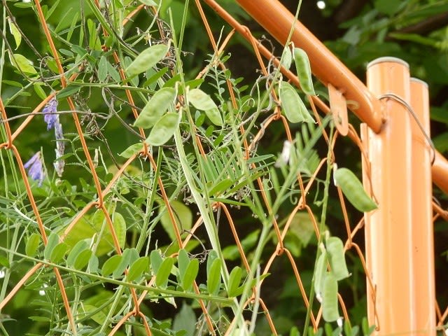 黒いさや 螺旋に弾け 種飛ばす カラスノエンドウとナヨクサフジ 川越雑記帳2 川越見て歩き 黒いさや 螺旋に弾け 種飛ばす カラスノエンドウとナヨクサフジ 川越雑記帳2 川越見て歩き