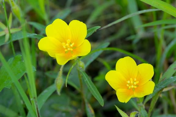 オオバナミズキンバイの花 京都園芸倶楽部のブログ