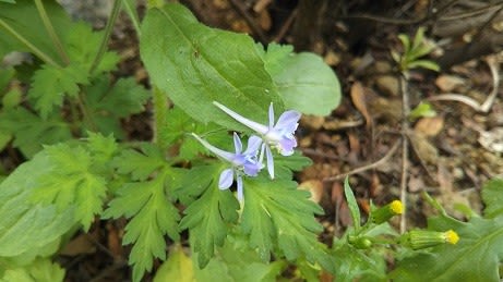 植え込みにセリバヒエンソウ シャツのほころび涙のかけら