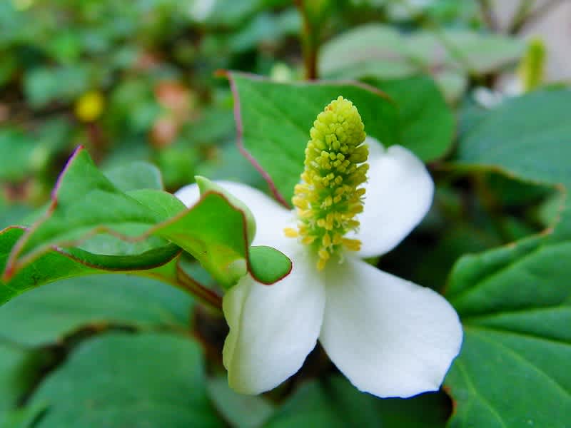 ドクダミ の花が咲いたよ 八重の花も ダッペの悠友ライフ ドクダミ の花が咲いたよ 八重の花も ダッペの悠友ライフ