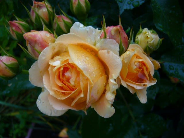バラ ラ ドルチェ ヴィータが咲いたよ ポピーと薄荷とブルーエルフィンのブログ