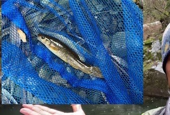 外道 と 春先のヤマメ を釣ると釣技が上達しないという原理 魚眠洞雑記 九州脊梁山地 ヤマメ幻釣譚 80 森の空想ブログ