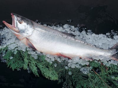 鮭 白鮭 シロサケ 時鮭 秋鮭 メジカ 鮭児 ケイジ 世の中のうまい話