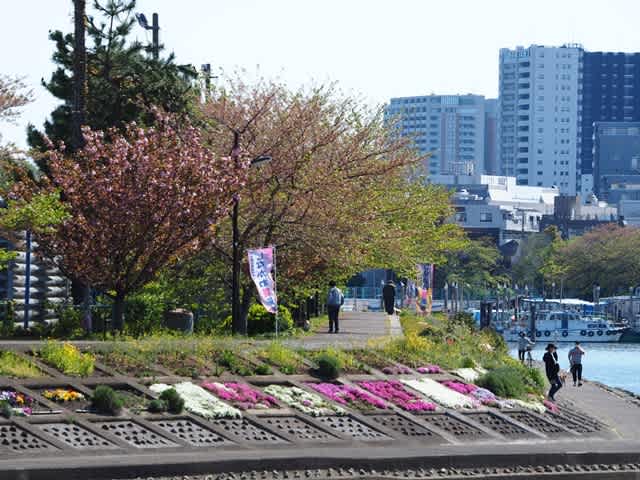 勝島運河のチューリップ 少年倶楽部 旅 絵日記 2 勝島運河のチューリップ 少年倶楽部 旅 絵日記 2