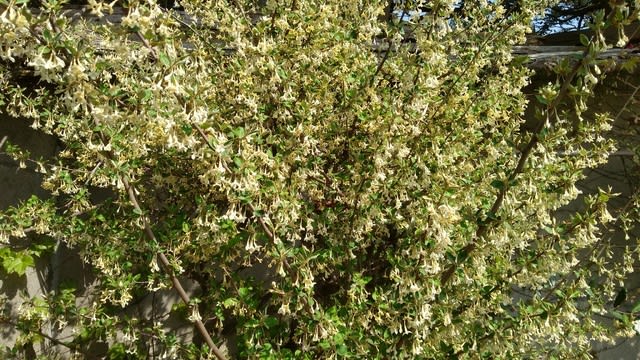 グミの花が咲きました 神戸 観音山 サンタさんの草花