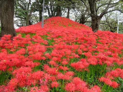 満開の彼岸花 権現堂 ワインな ささやき