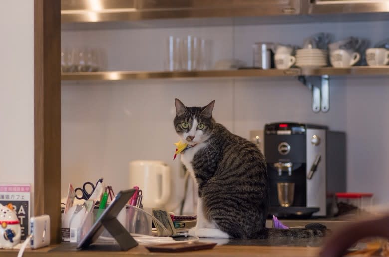 猫カフェでもふもふしてきました カトカト日記 霊園 墓石の株式会社加登 公式ブログ 猫カフェでもふもふしてきました カトカト日記 霊園 墓石の株式会社加登 公式ブログ