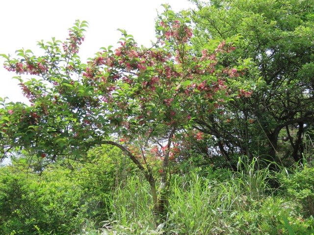 高ボッチ高原・鉢伏山の植物　ニシキウツギ（二色空木）
