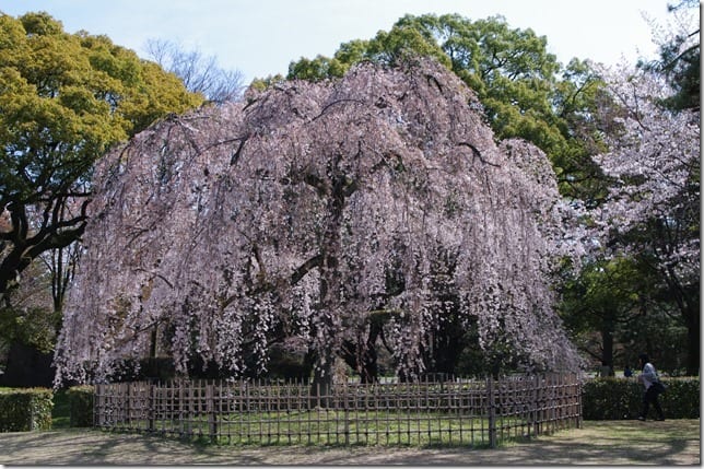 京都御苑の桜と春の仙洞御所 - マーブログ