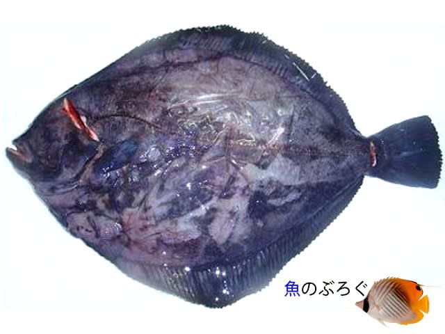 サメガレイの刺身 魚のぶろぐ