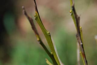 はるみ 枯れた木に新たな芽が みかん栽培と その周辺の四季