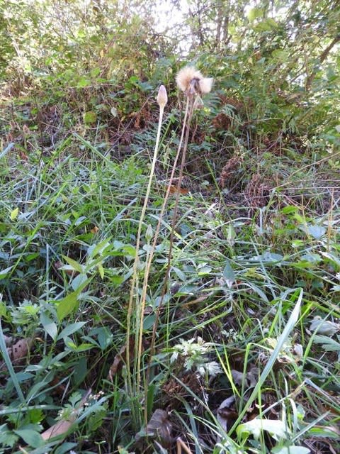 高ボッチ高原・鉢伏山で最近咲いている花　センボンヤリ（千本槍）