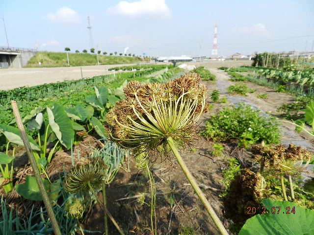 人参の花の画像