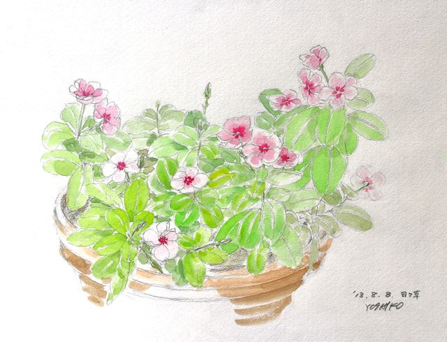 玄関の日々草 カズとヨシコの水彩画 お絵描きブログ