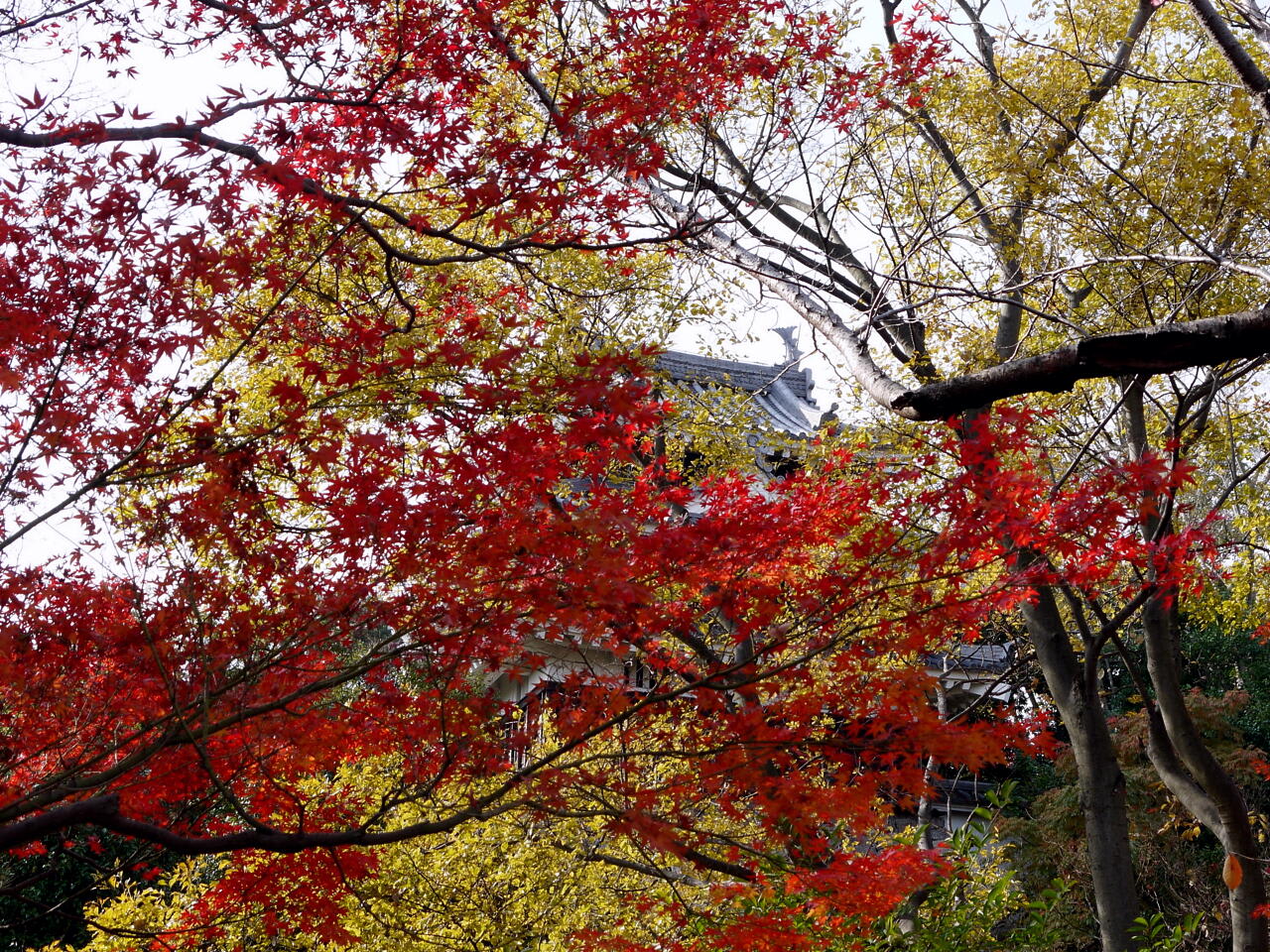 西尾城址の紅葉の画像