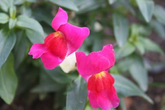 おはようの花 キンギョソウ 金魚草 12月 筑紫の国から 花つくし日記