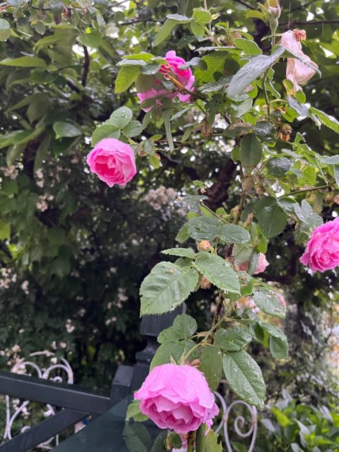 ブルボンクイーン - 癒しの庭『ROSE POINT』
