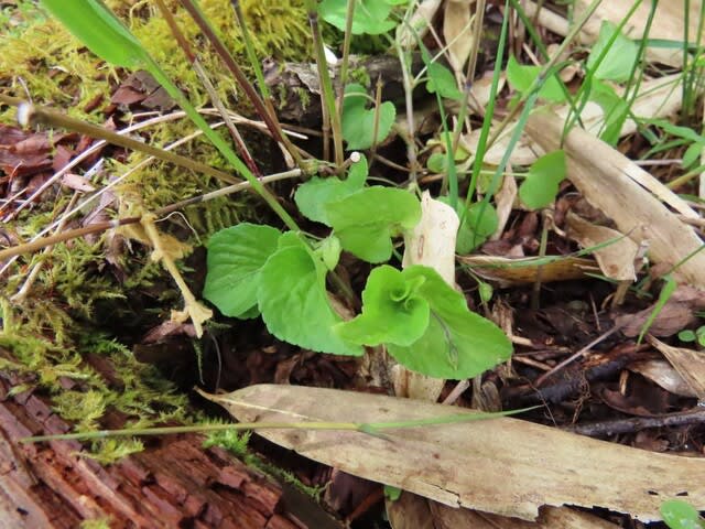 高ボッチ高原・鉢伏山で最近見る事の出来る実・種　オオタチツボスミレ（大立壺菫）の果実（蒴果）