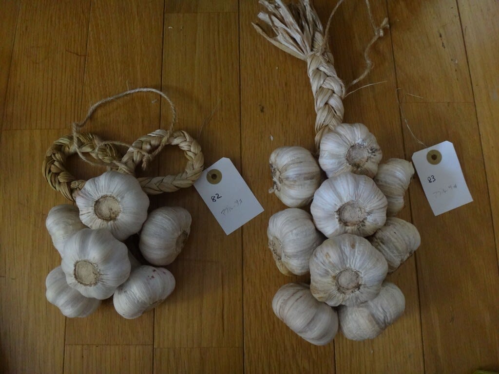 2022/07/24三つ編みにんにく82-83 garlic-blaid