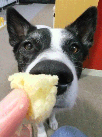 手作り犬おやつ編 のブログ記事一覧 ワンコの小さな城 手作り犬おやつ編 のブログ記事一覧 ワンコの小さな城