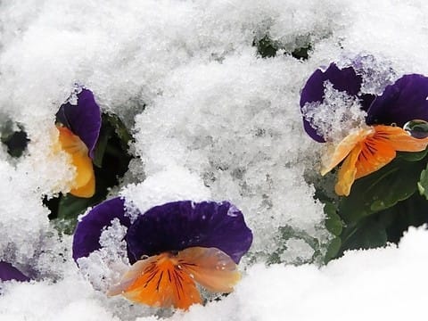 お騒がせの雪 ﾊﾅｶﾝｻﾞｼ ﾊﾟﾝｼﾞｰ 自然が好き お花が大好きです