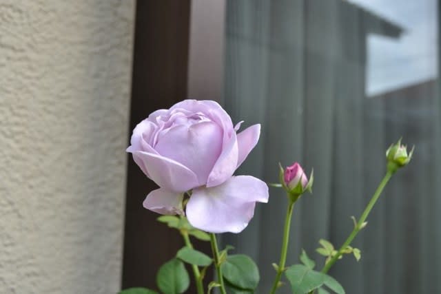 秋バラが咲いてきたんですが バラ しのぶれど のこと Haruの庭の花日記 Haru S Garden Diary
