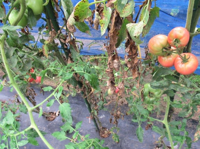 トマト連続摘芯栽培 21 第８ 第９花房収穫と芯止め 里山悠々録