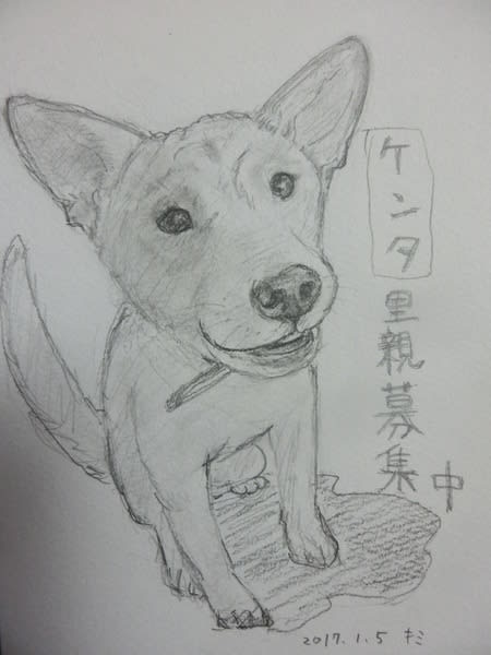 犬の鉛筆イラスト ゴン太郎先生