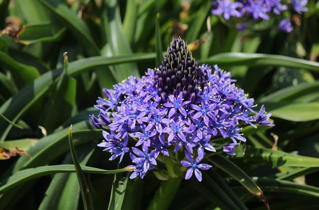 紫紺のオオツルボ シラーベルビアナ Atakaの趣味悠久 紫紺のオオツルボ シラーベルビアナ Atakaの趣味悠久