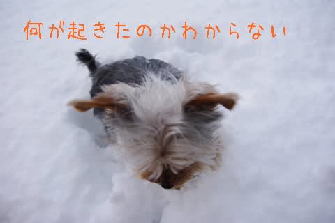 犬は喜び 丸くなる ある小さな庭の出来事